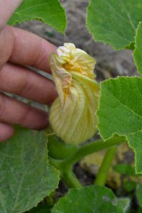 fiore zucca