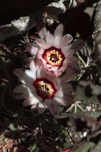 Fiori rosa di cactacea, 20 giugno