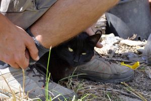 gattina-nera