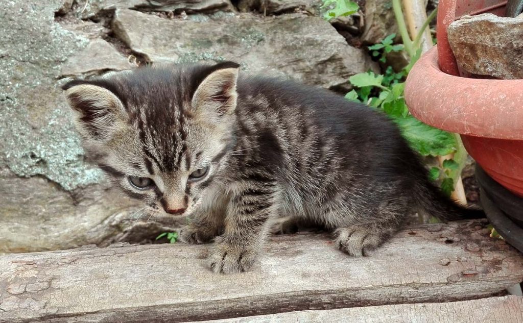 Il feroce gattino Luke