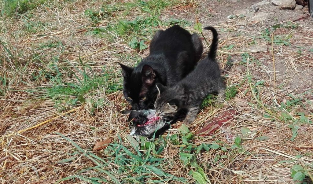 Mamma gatta insegna al piccolo come si sbrana e si gusta una preda pennuta