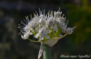 cipolla