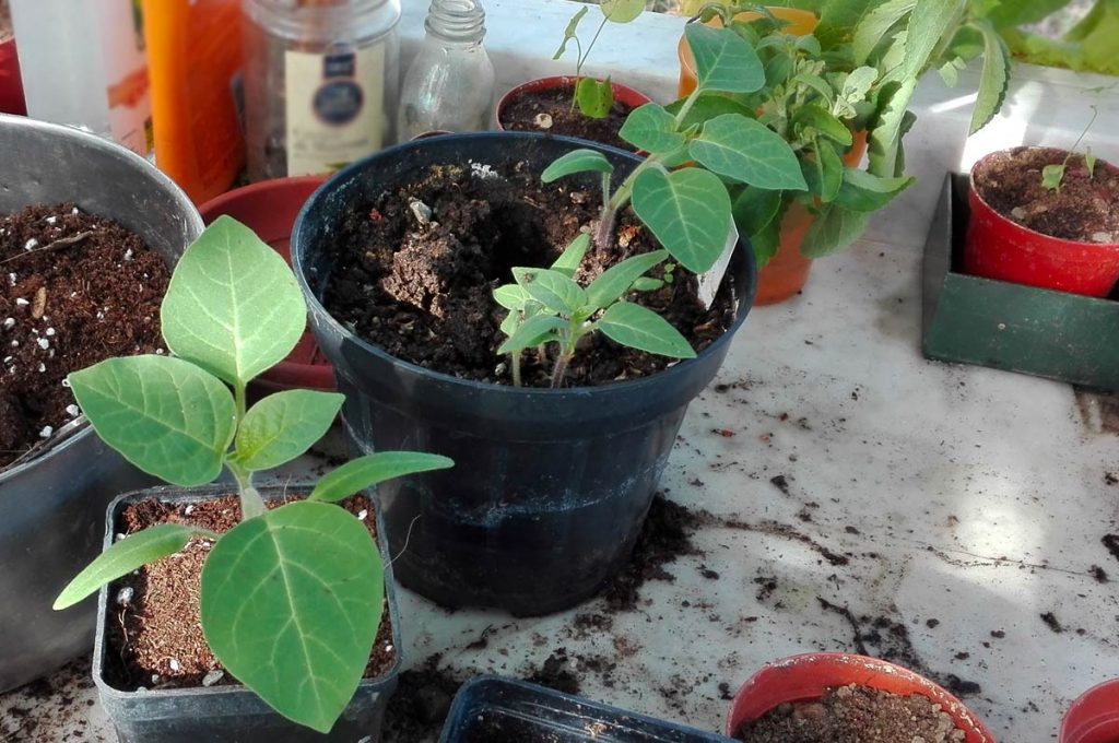 rinvasi datura