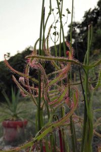 drosera-binata