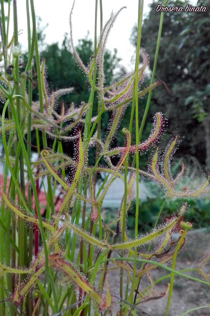Drosera binata