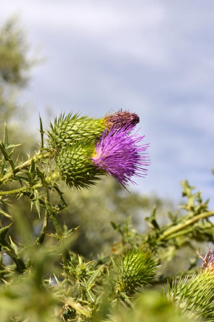 cardo fiore