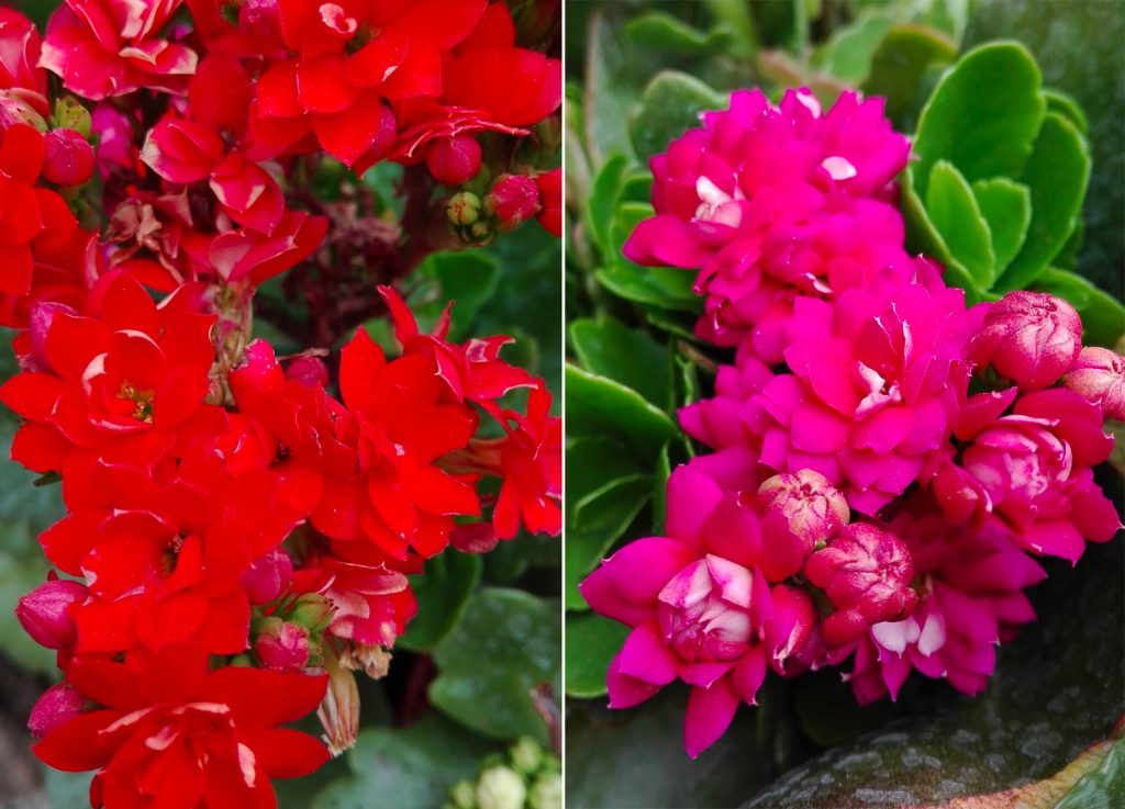 calanchoe fiori
