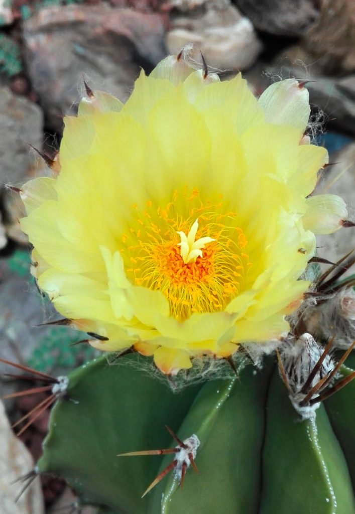 cactus principe