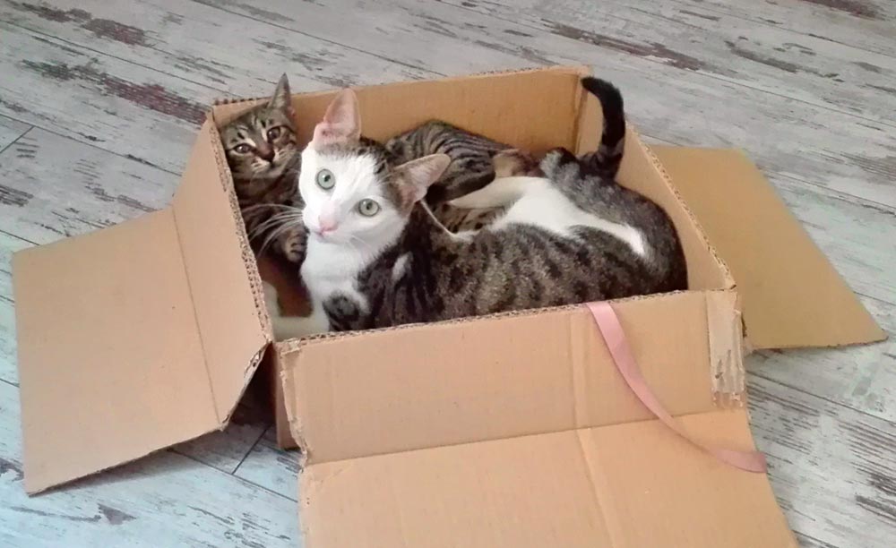Intanto a casa... Luke e Leila, 4 agosto