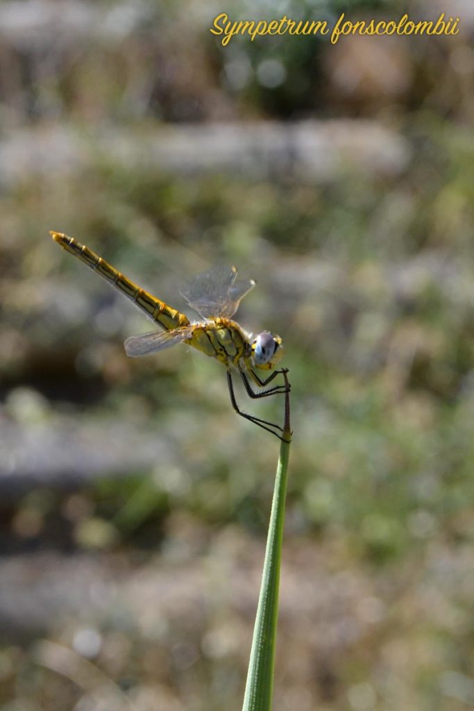 libellula