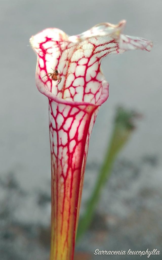 Sarracenia leucophylla con piccolo ospite