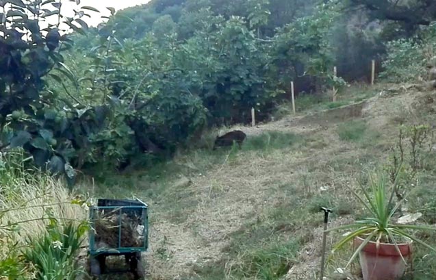 Visualizza il video