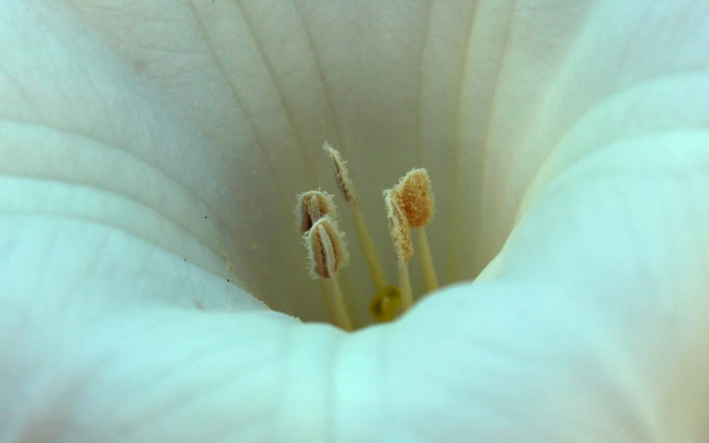 Particolare del fiore di Datura