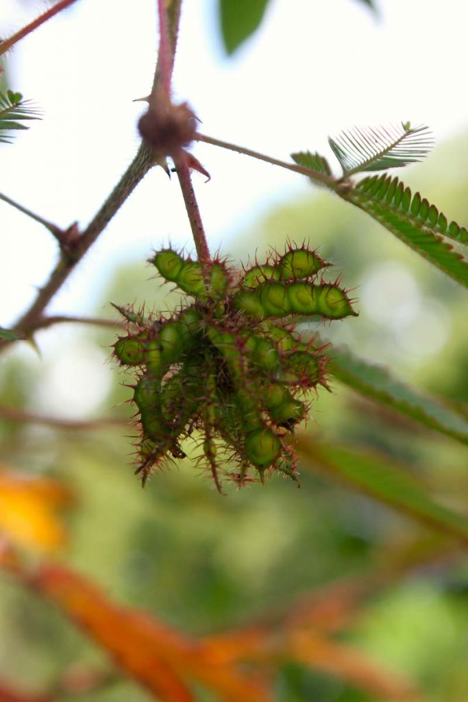 Mimosa pudica, capsule di semi, 24 settembre