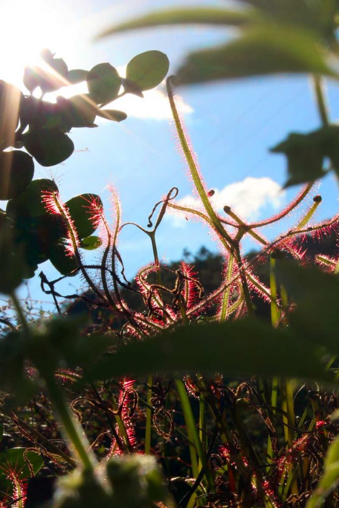 drosera foglie