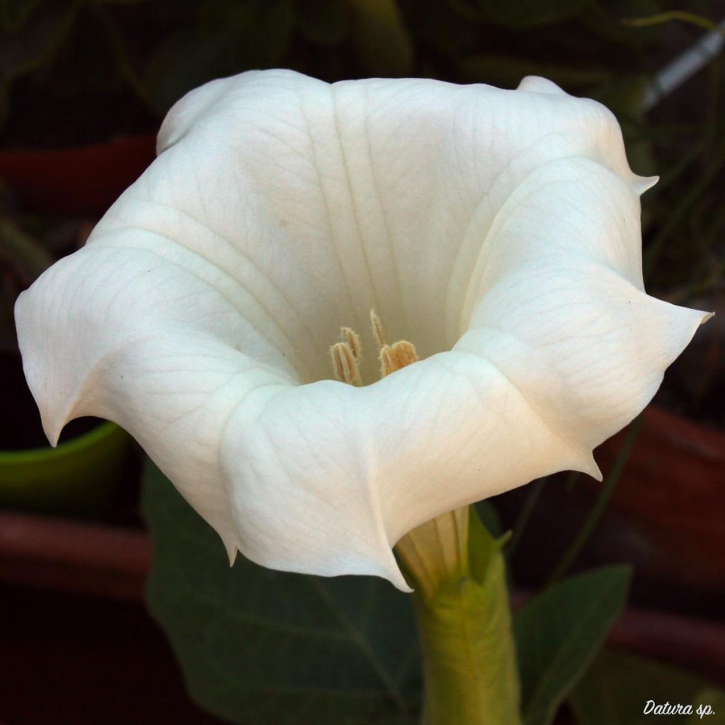 Fiore di Datura sp., 20 settembre