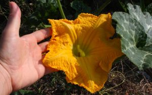 fiore zucca