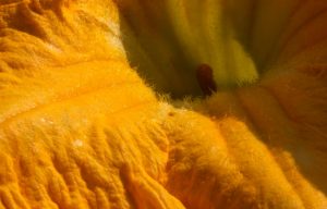 zucca fiore
