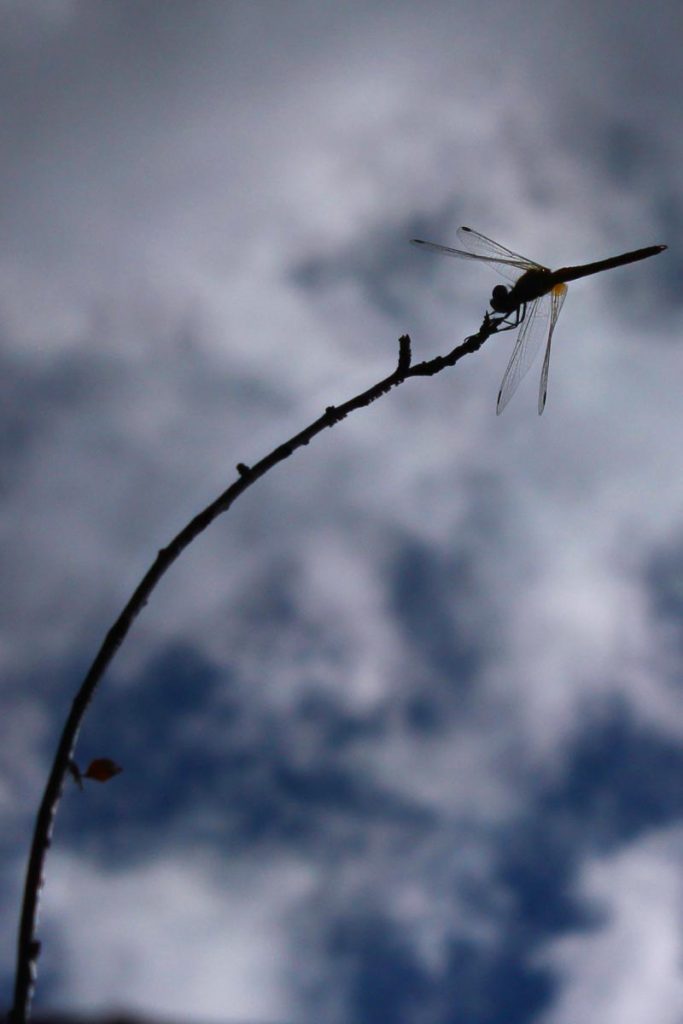Una libellula in controluce