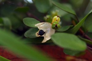 Muehlenbeckia