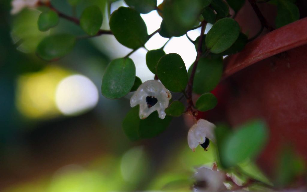 Muelenbeckia