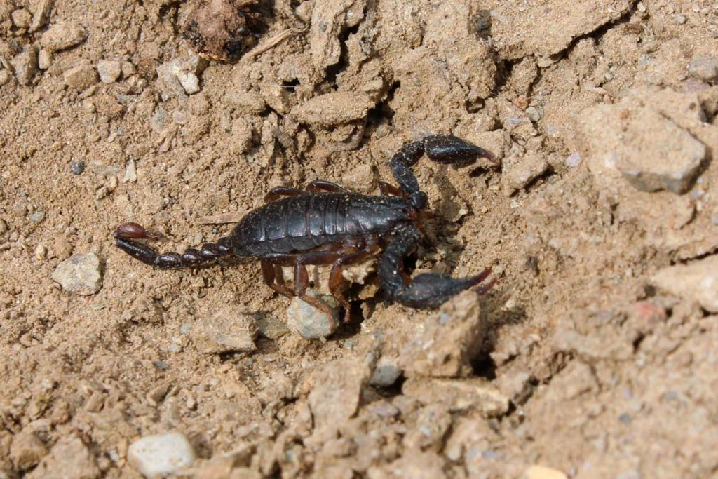 scorpione