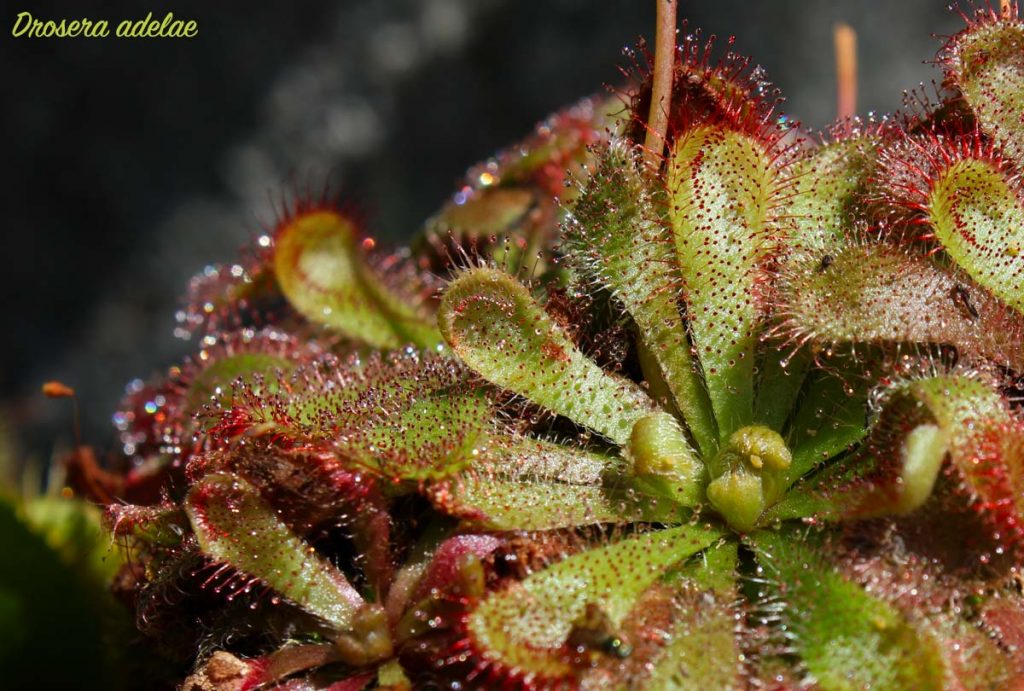 Drosera adelae, 6 ottobre