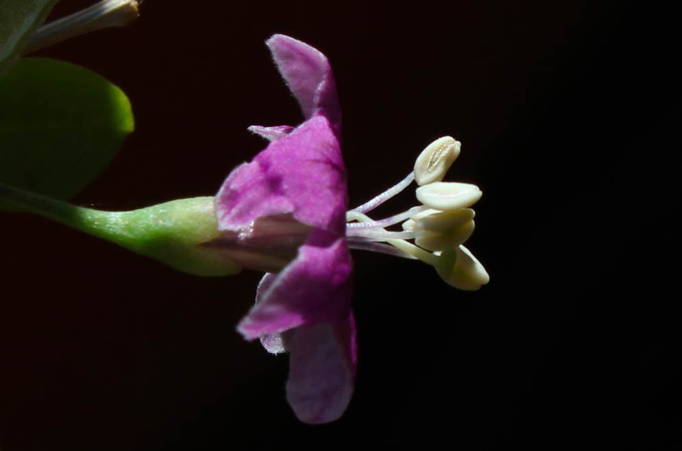 Goij, particolare di un fiore