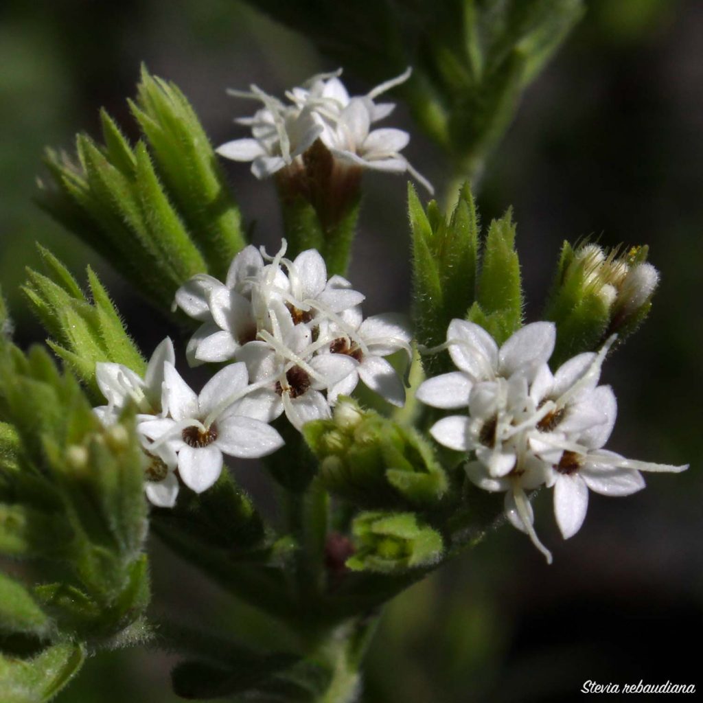 fiore stevia