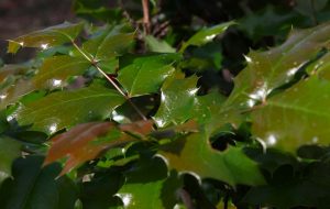 mahonia foglie