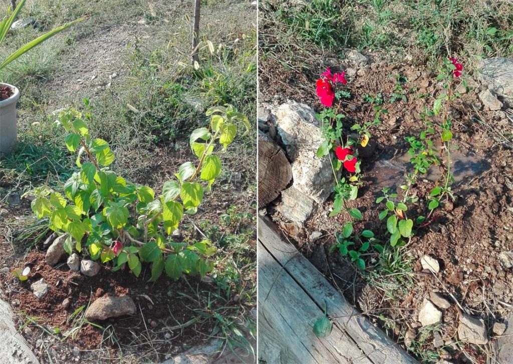 Lantana e salvia messe a dimora presso la Piazzetta, 27 settembre