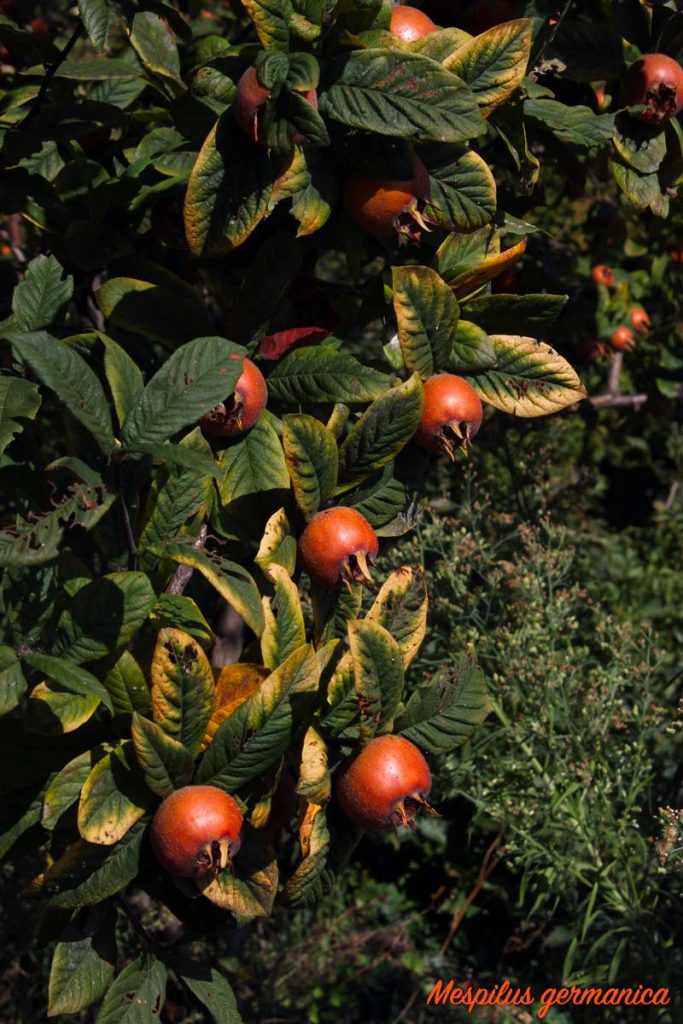 frutti nespole