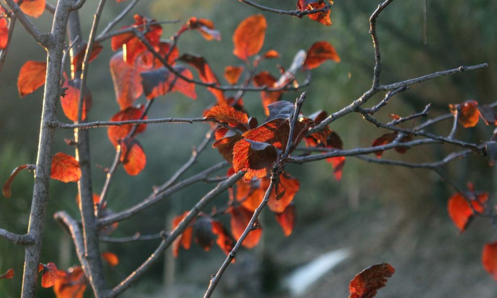 pruno rosso