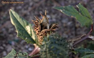 La capsula spinosa di Datura stramonium, pianta tossica, 19 novembre