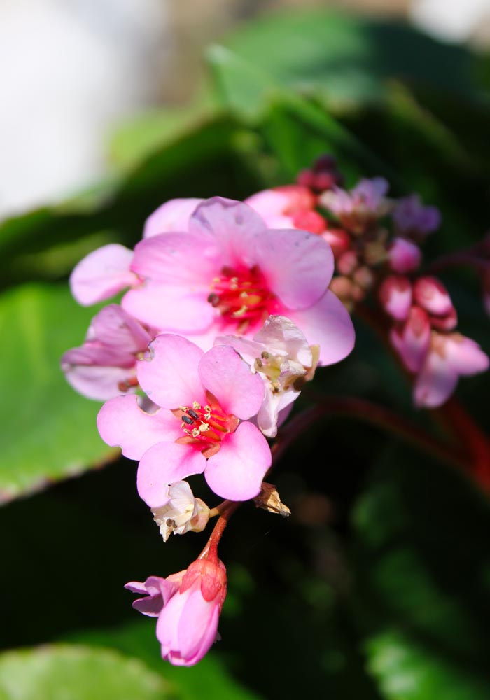 bergenia crassifolia