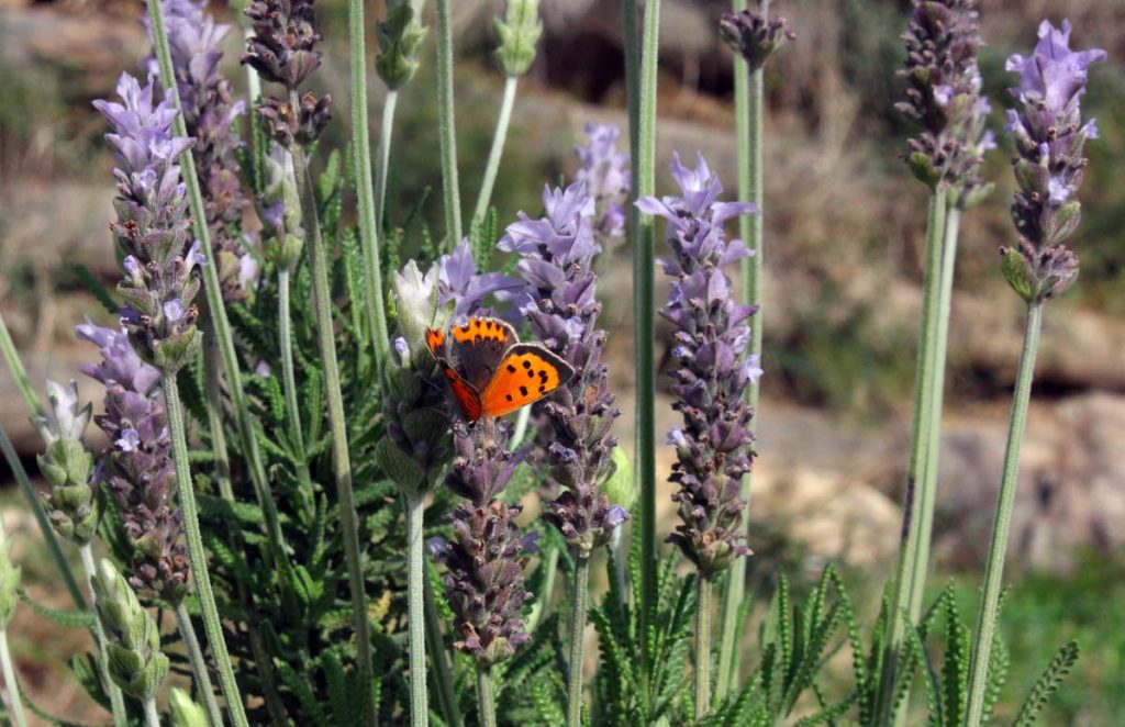 licena lavanda