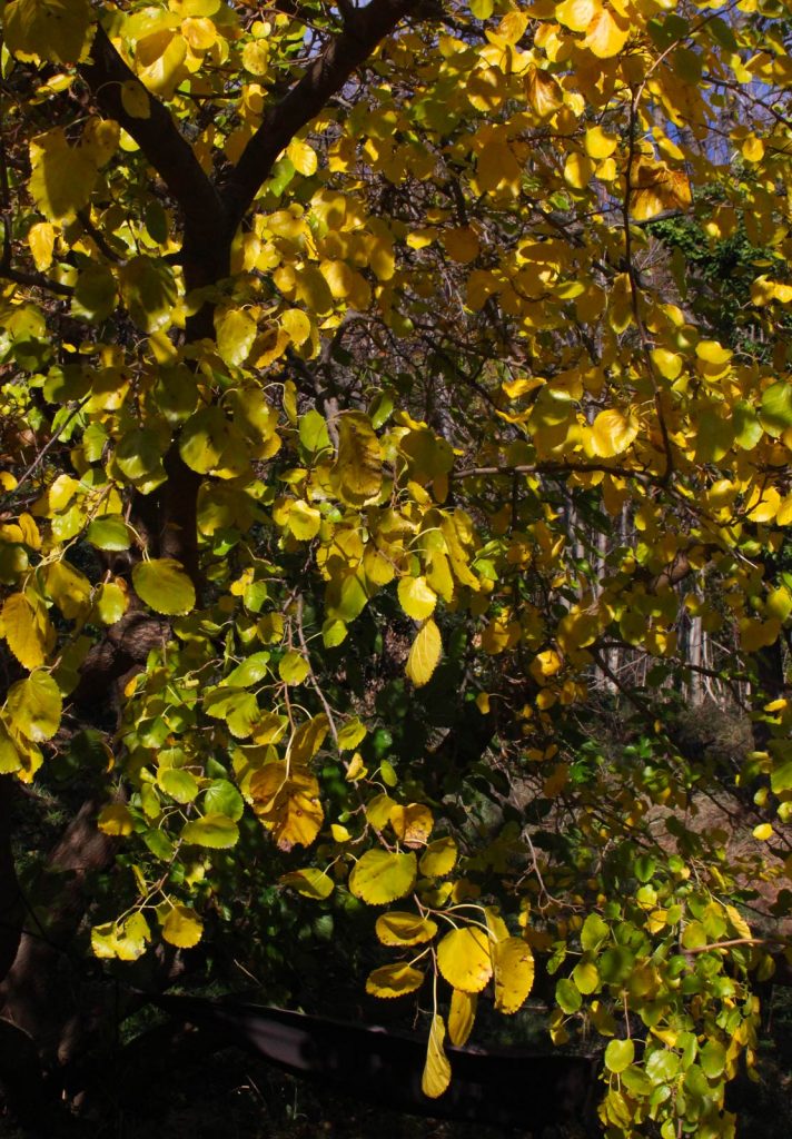 gelso novembre