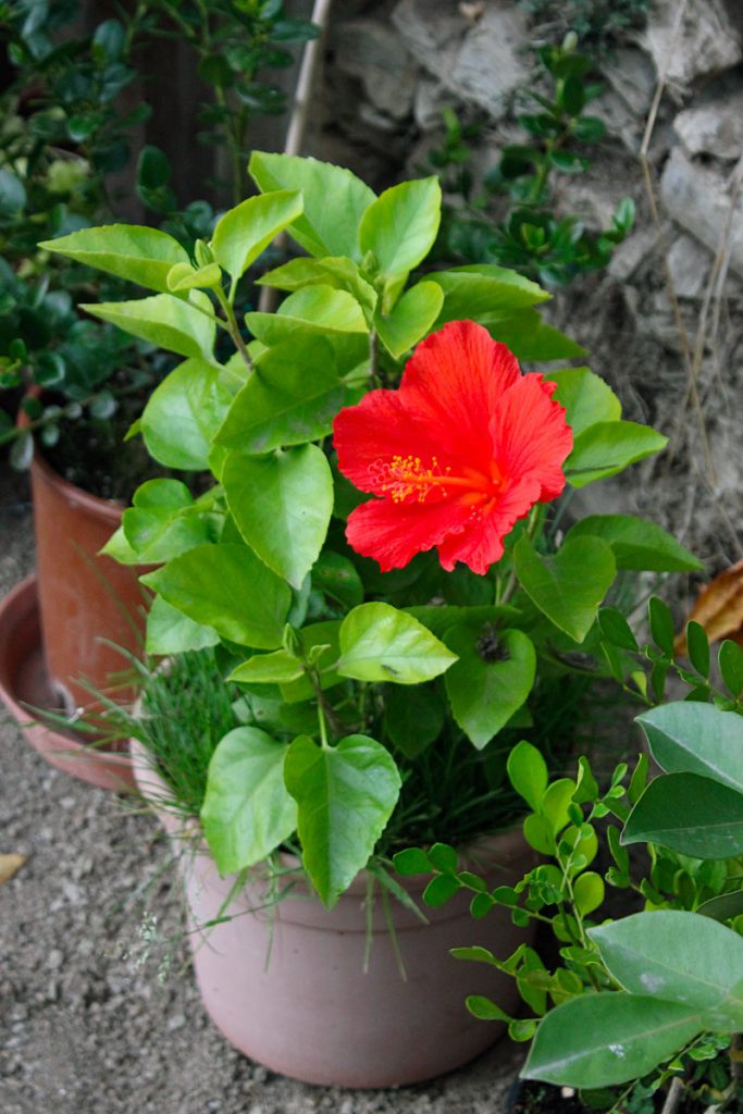 ibisco