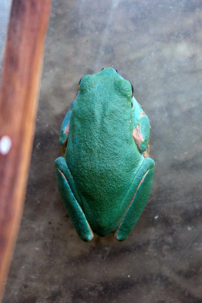 raganella dorso