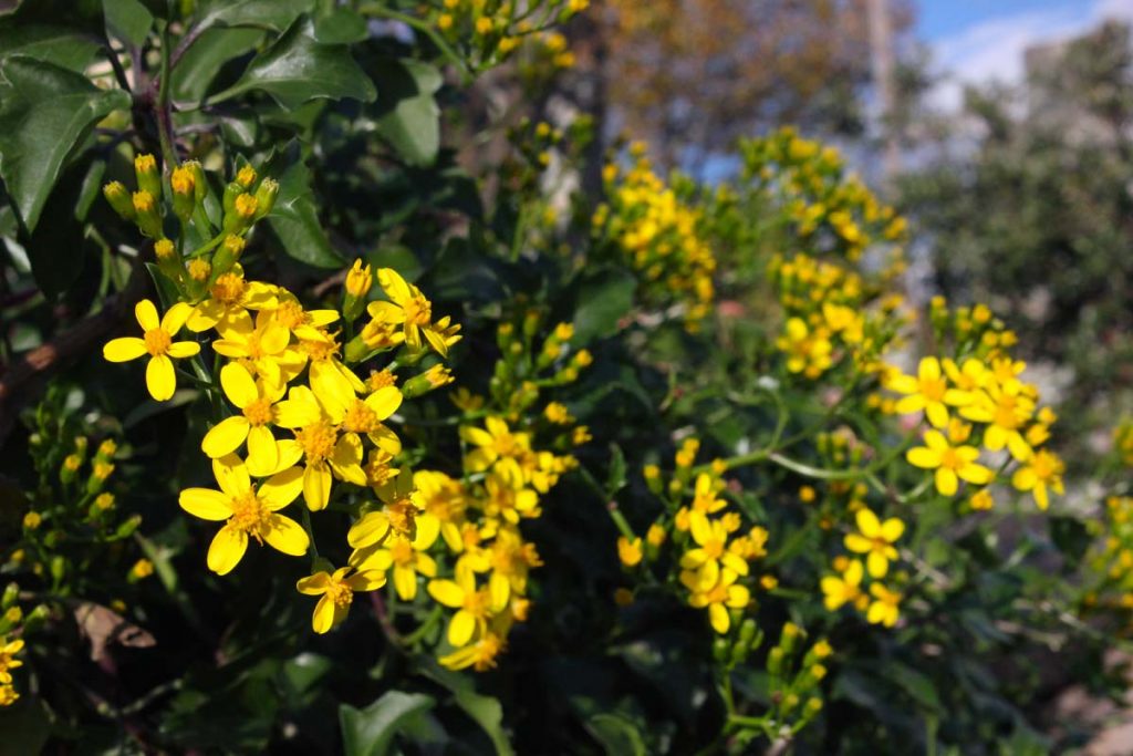 senecio fiori