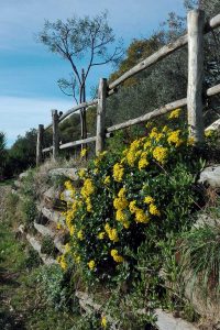 bocage