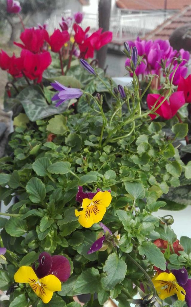 Ciclamini nani in varie tonalità di colore, Campanula carpatica e Viola cornuta, 6 dicembre