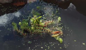 Piante acquatiche per la Vasca, 13 dicembre