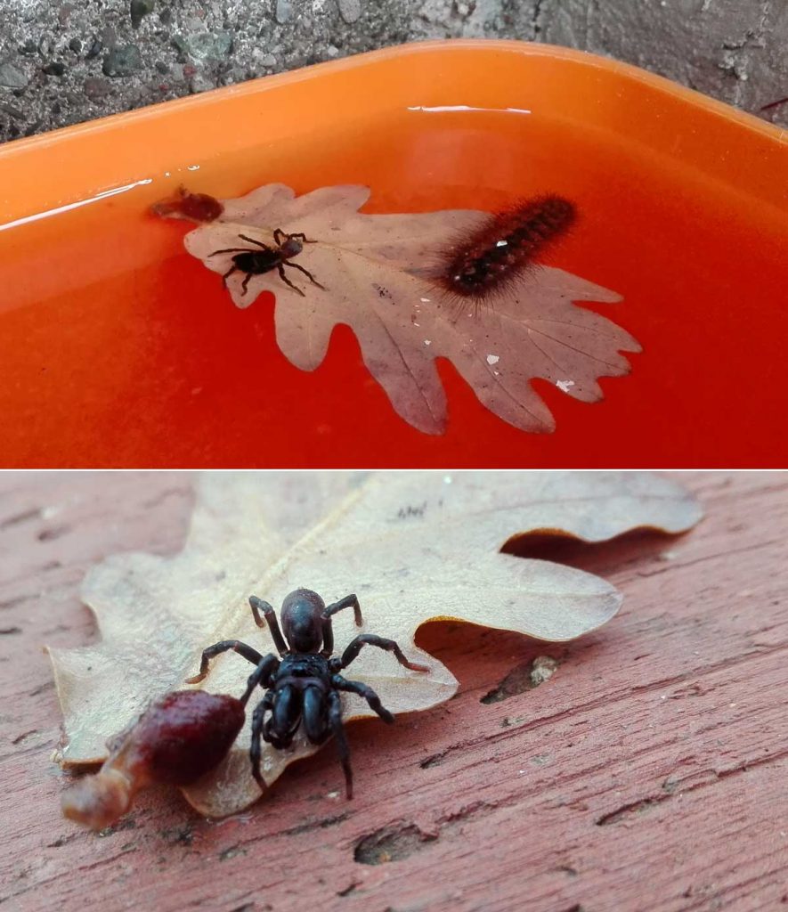 Ragno naufrago, 12 dicembre. Lui ce l'ha fatta, non così il bruco