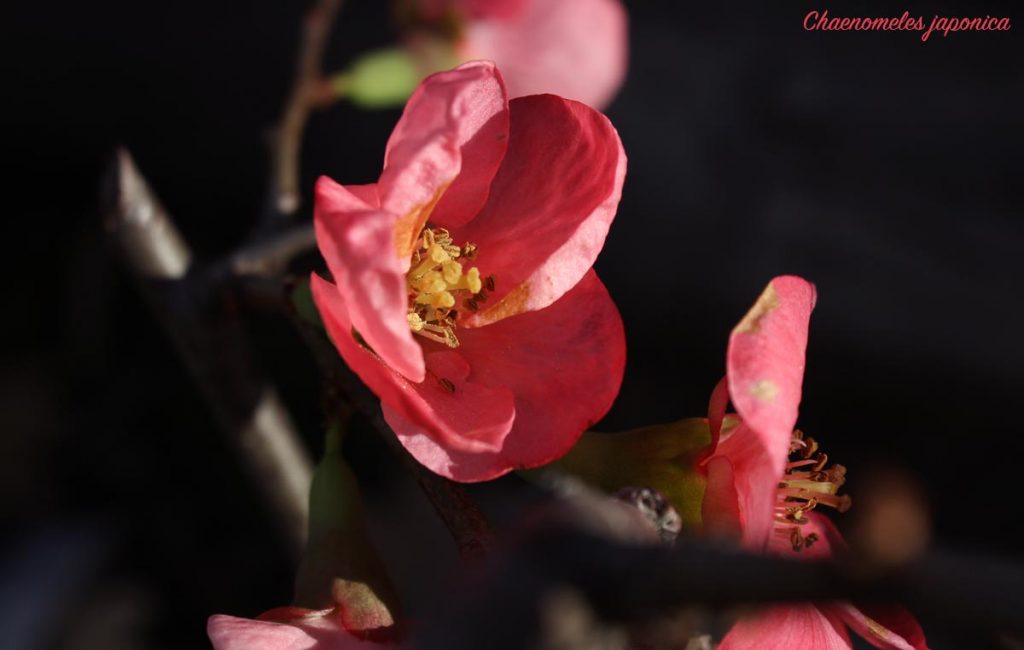 Chaenomeles japonica, 23 dicembre