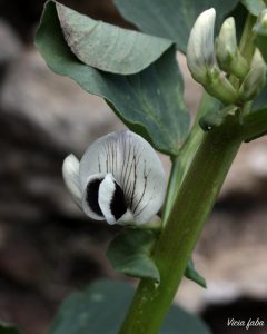 fava fiore