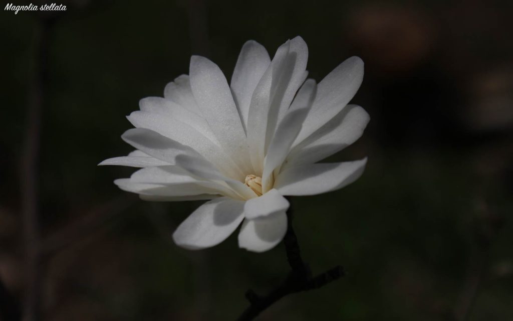 Fiore di Magnolia stellata, 13 marzo