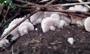 Funghi su un tronco di ailanto tagliato
