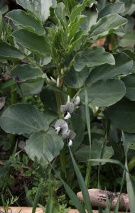 fava pianta