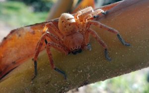 Un ragno annidatosi alla base di un strelitzia
